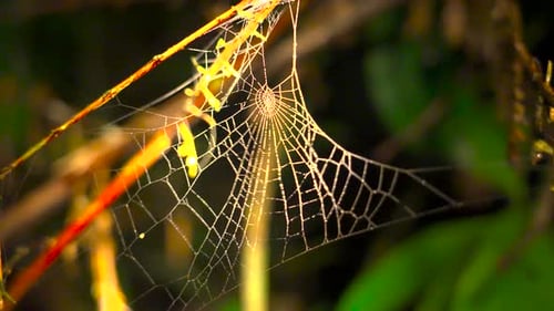 Sparkling spider web swaying in wind at night. Spider web blowing in the breeze in the forest. Scary