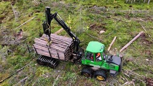 Skidder Puts Bunch of Logs in Bodywork at Forest Cutting