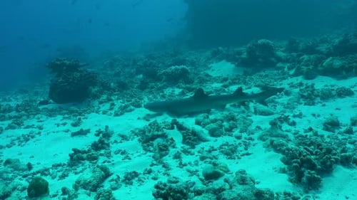 Whitetip reef shark resting