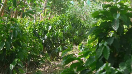 Robusta coffee plantation plant Colombia South America agriculture field