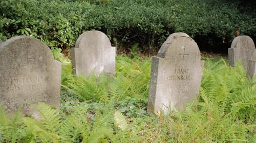 Overgrown Headstones in an Old Cemetery