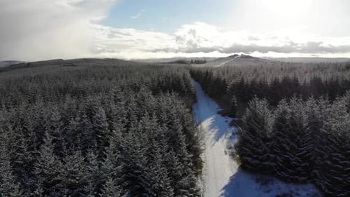 Aerial pedestal shot on a snowy day looking over fir trees and Bellever Tor Dartmoor Devon England U