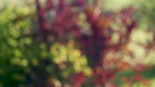 Garden soft focus bokeh colorful background