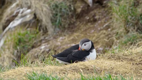 Atlantic Puffin in Iceland Bird on Cliff Top at Spring Season Cute Animal in Wild Nature