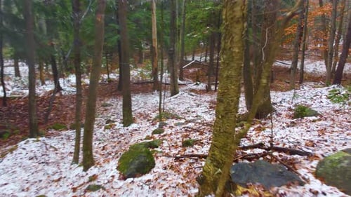 Moving through a light forest with a covering of snow and boulders covered in moss