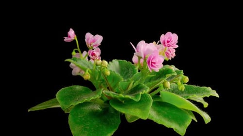 Time Lapse of Growing and Opening Pink Saintpaulia African Violet