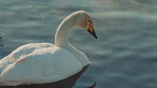 Elegant Swan Gliding Across Tranquil Water at Sunrise in a Peaceful Lake