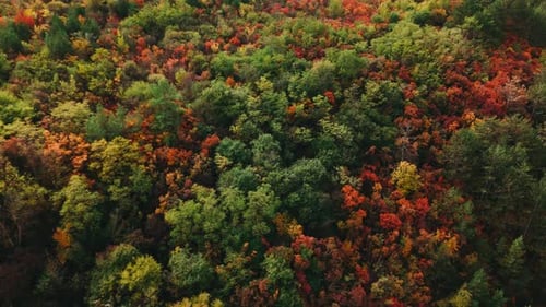 A Beautiful and Vibrant Autumn Forest Landscape Featuring Colorful Foliage All Around You