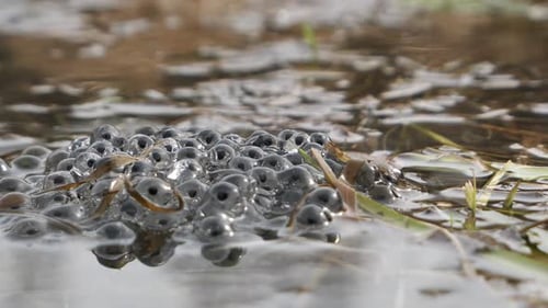 Froschlaich im Wasser, Froschlaich im Frühling im Teich, Nahaufnahme