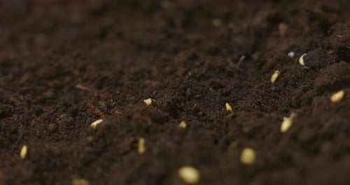 Hand Planting Seeds in Soil, Close Up