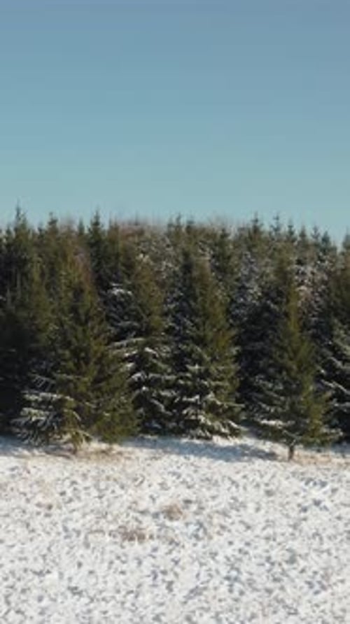 Pine tree forest edge in a snowy Winter day. Vertical aerial drone shot flying sideways of evergreen