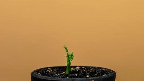 Green Pea Germination Moves In Time Lapse. Micro Greens Seedling For Healthy Eating. Vegan Food