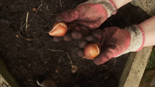 Gardener showing tulip bulbs before planting close up top view slow motion 4k
