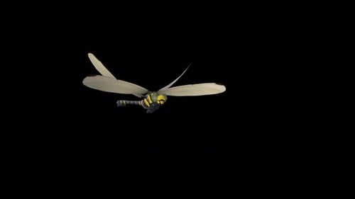 Dragonfly Front View Loop