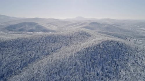 Aerial View of a Frozen Forest with Snow Covered Trees at Winter Flight Above Winter Forest Aerial