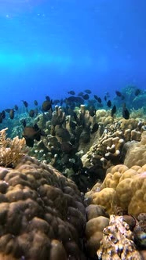 School of Fish Swimming Over a Vibrant Coral Reef Underwater Sunlight Filters Down Onto the Marine