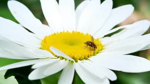 Gros plan sur la camomille avec un insecte pollinisateur. Fleur blanche brillante avec insert jaune. Contexte naturel