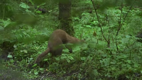 Stoat regarde la caméra, puis prend le jeu et s'enfuit