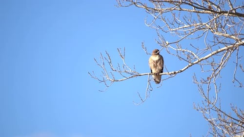 Red tailed hawk perching on a tree branch