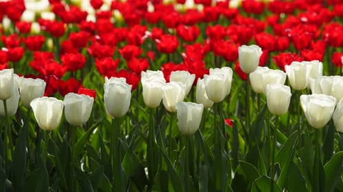 Field of Colorful Red and White Tulips of Different Varieties and Vibrant Colors Blooming in City