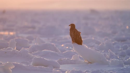 White-Tailed Eagle Hunting Fish in Hokkaido, Japan Majestic Raptor Wildlife Action Footage