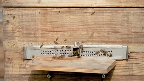 Honey Bees Fly Next to Hive in Apiary to Collect Honey Close Up Beekeeping in Countryside Detailed