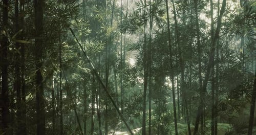 Lush Bamboo Forest with Soft Sunlight Filtering Through Foliage