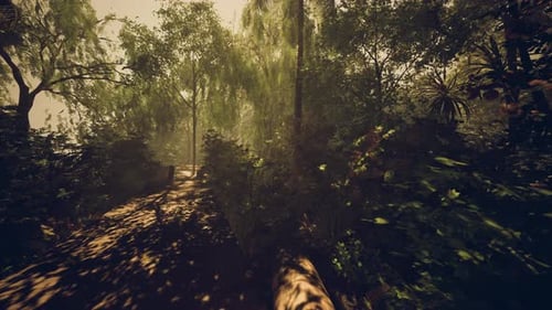 Walking Along a Sun-Dappled Forest Path