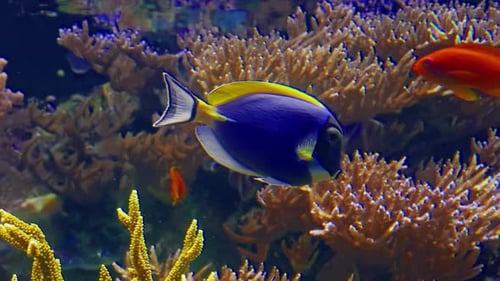 Vibrant Fish Swimming Among Coral Reefs