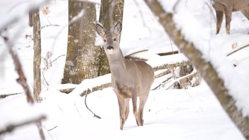 Roe deer standing alert and walking in snowy alpine forest, sniffing the air and