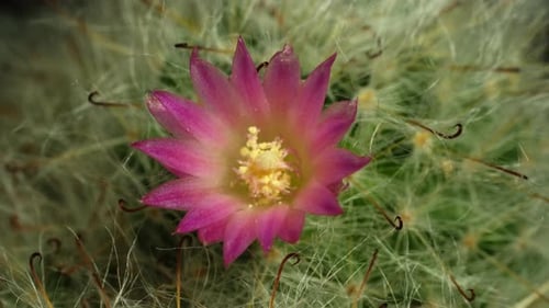 Pink Cactus Flower Blooming in Macro Time-Lapse