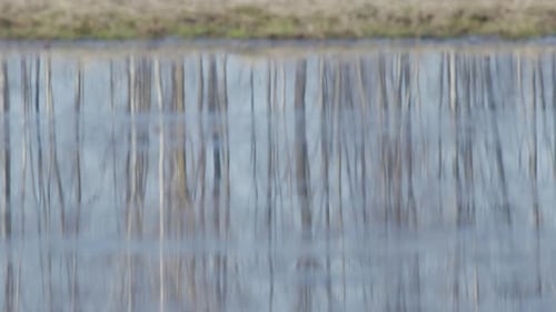 Verschwommenes Baumspiegelbild in ruhiger Wasserpfütze