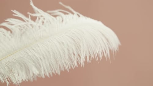 Primer plano de plumeleta suave con textura de plumas blancas sobre fondo beige