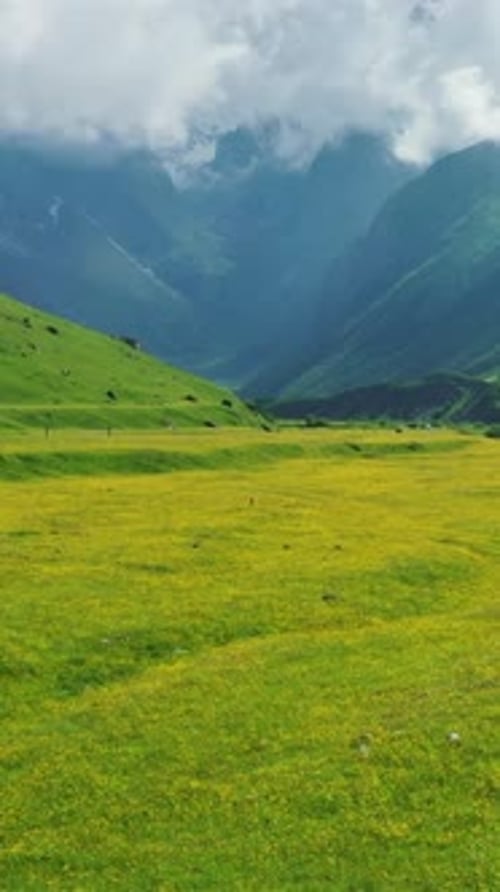 Wildblumenwiese und Berge