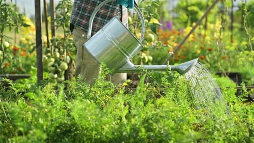 Watering Plants in a Lush Summer Garden