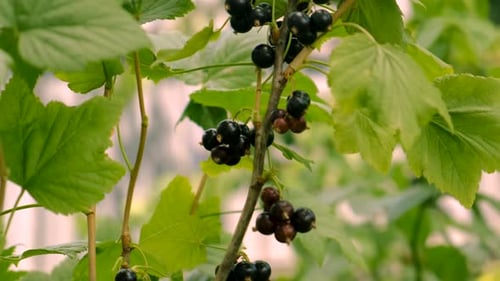 Currants Growing in the Garden Selective Focus