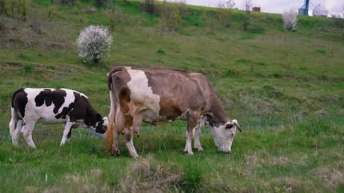 Milk cow and a calf on pasture. Dairy cow eating grass on field. Little calf grazing together