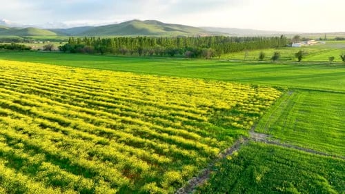 Bright yellow flower field next to green fields in a rural landscape