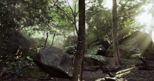 Lush Forest Landscape with Sunlight Filtering Through Trees and Rocks