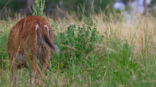 Angle of a Deer Tail and Butt in Colorado Grazing on Grasses