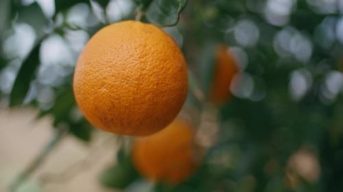 Closeup Orange Cultivation Process Summer Plantation Citrus Fruit Tree Branch