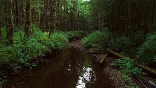 British Columbia great bear rainforest coastline, Aerial view