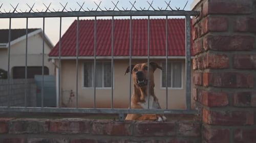 Aggressive Dog Seen at Fence