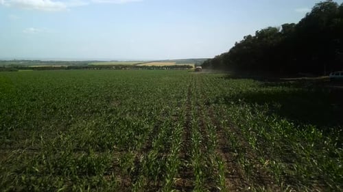Green corn field aerial view