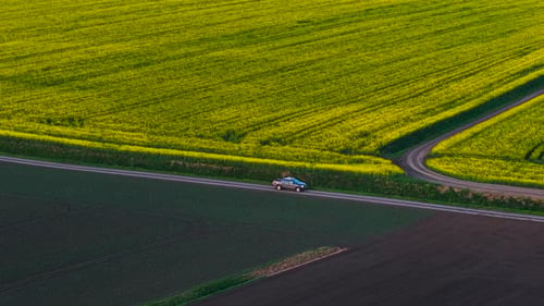 Farmer Traveling By Pickup Along Road Between Yellow Rapeseed Fields on Farm for Agriculture Vehicle