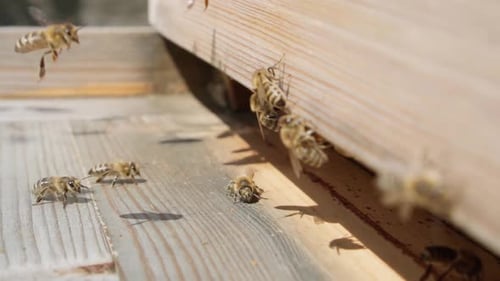 Honigbienen fliegen in den Bienenstock, Imkereikonzept. Zeitlupe