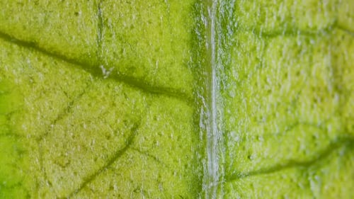 Plant leaf with chlorosis under microscope