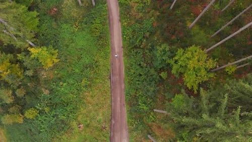 Aerial Over Runner In The Forest