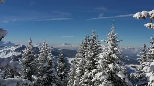 Snowy Fir Trees in Mountain Winter Landscape