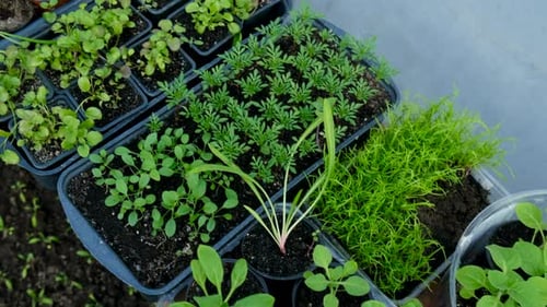 Seedlings of Garden Plants in a Greenhouse